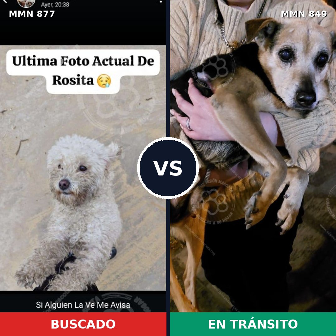 Comparativa MMS 14225: mascota perdida y mascota encontrada, 55% de similitud