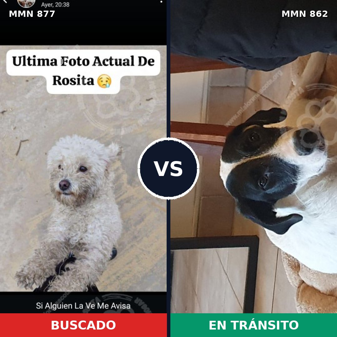 Comparativa MMS 14226: mascota perdida y mascota encontrada, 50% de similitud
