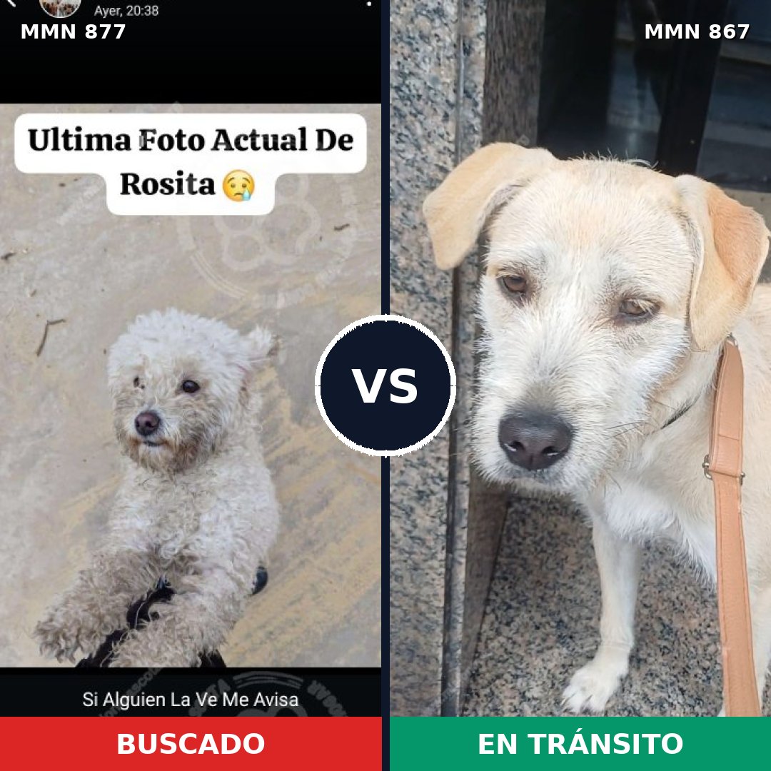 Comparativa MMS 14227: mascota perdida y mascota encontrada, 53% de similitud