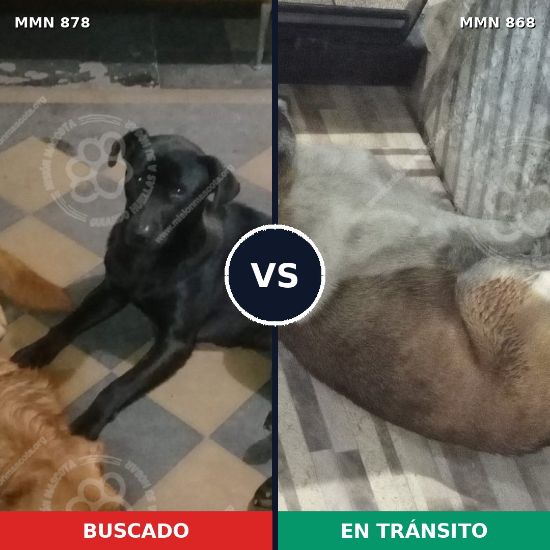 Comparativa MMS 14228: mascota perdida y mascota encontrada, 73% de similitud
