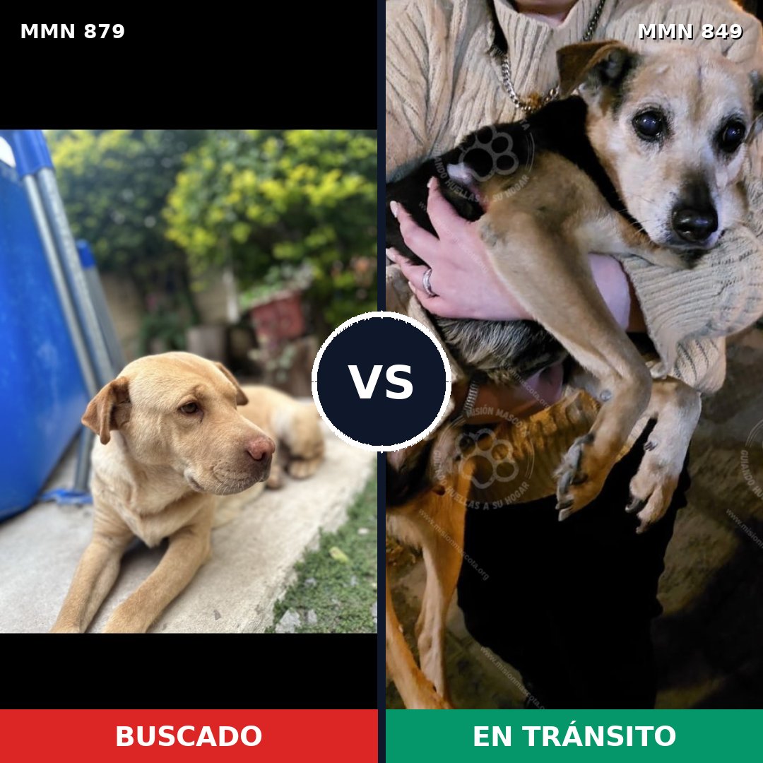 Comparativa MMS 14229: mascota perdida y mascota encontrada, 69% de similitud