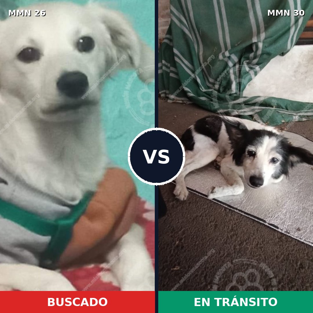 Comparativa MMS 1423: mascota perdida y mascota encontrada, 22% de similitud