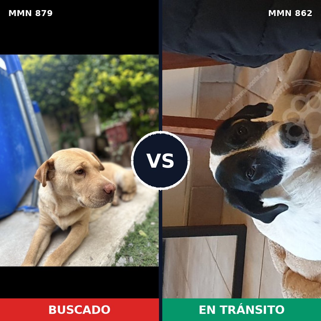 Comparativa MMS 14230: mascota perdida y mascota encontrada, 56% de similitud