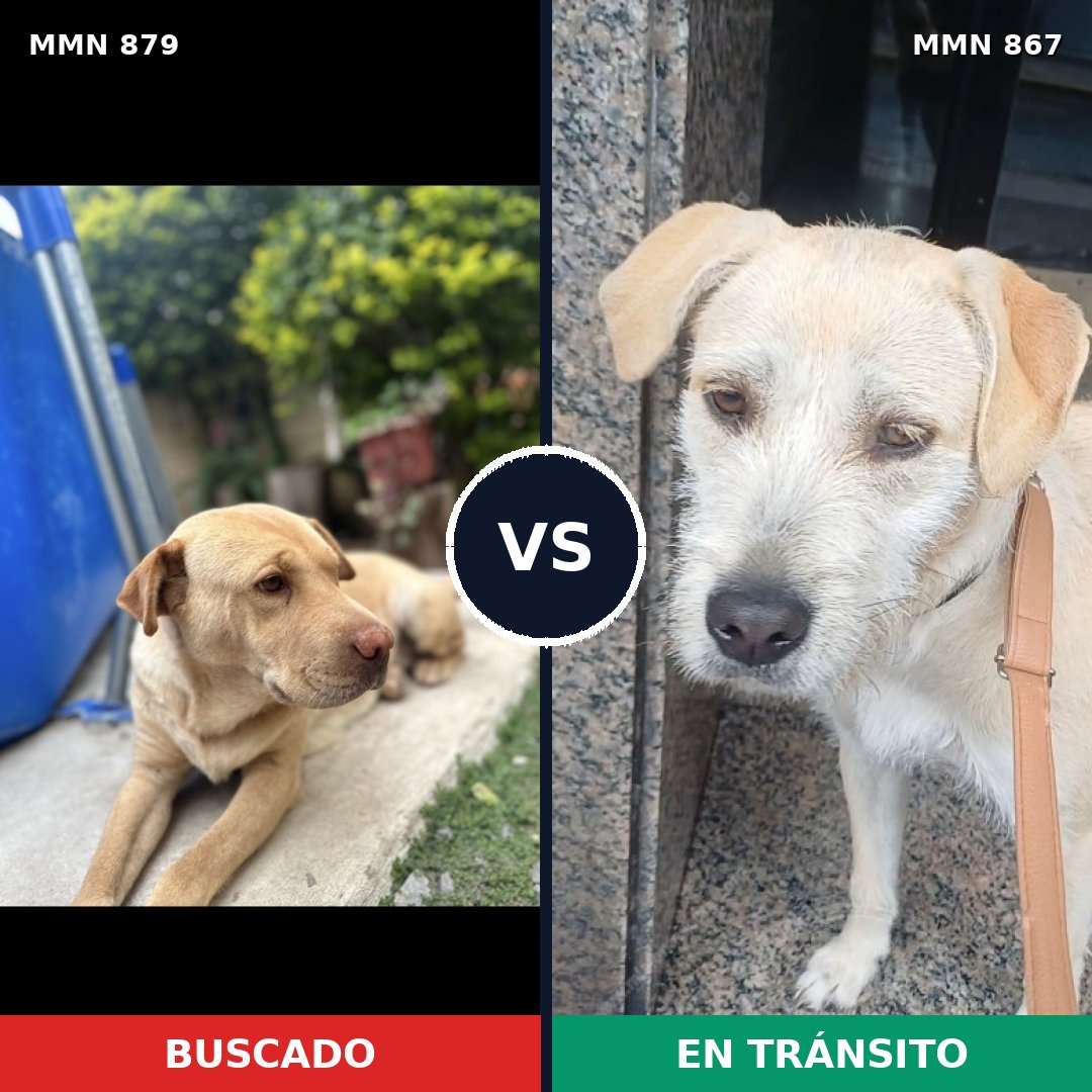 Comparativa MMS 14231: mascota perdida y mascota encontrada, 82% de similitud