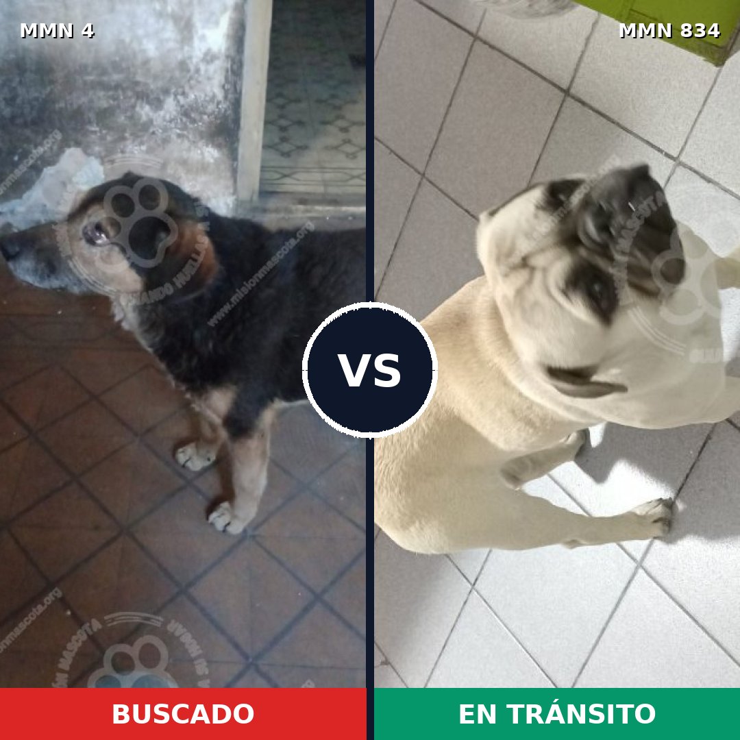 Comparativa MMS 14235: mascota perdida y mascota encontrada, 27% de similitud