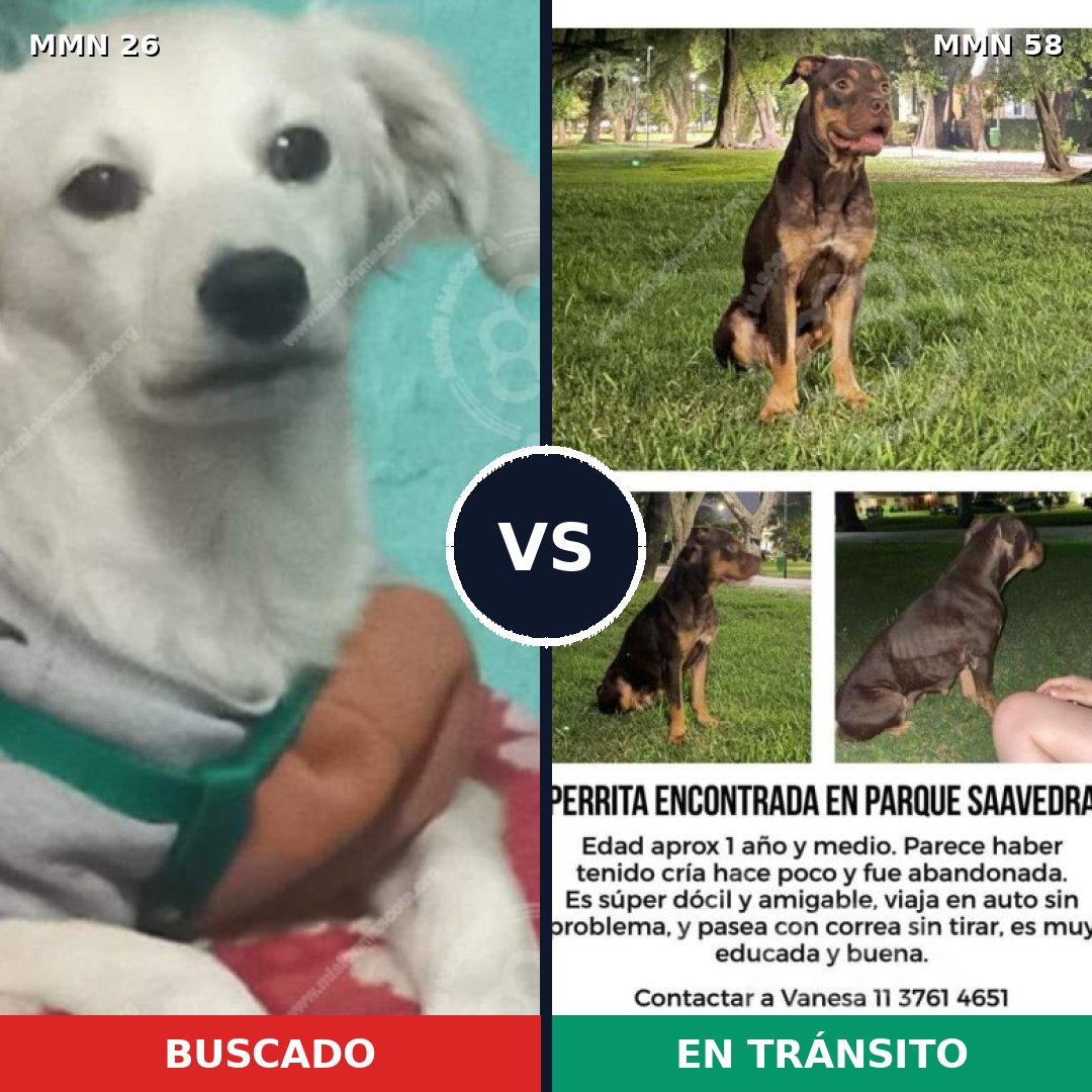 Comparativa MMS 1424: mascota perdida y mascota encontrada, 4% de similitud