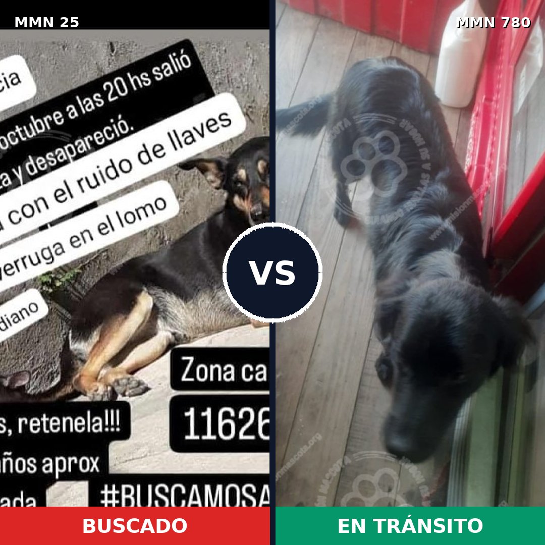 Comparativa MMS 14246: mascota perdida y mascota encontrada, 66% de similitud