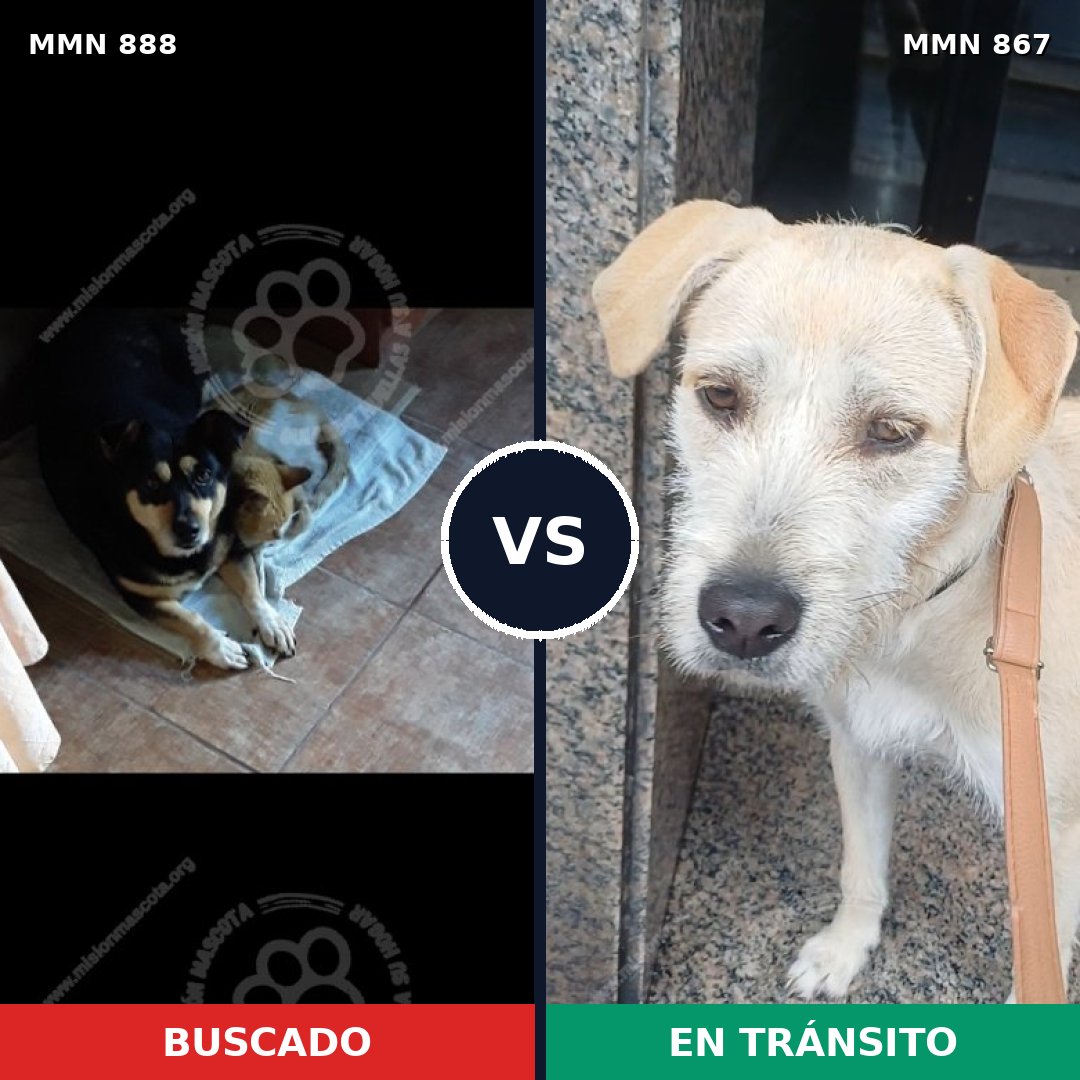 Comparativa MMS 14247: mascota perdida y mascota encontrada, 49% de similitud