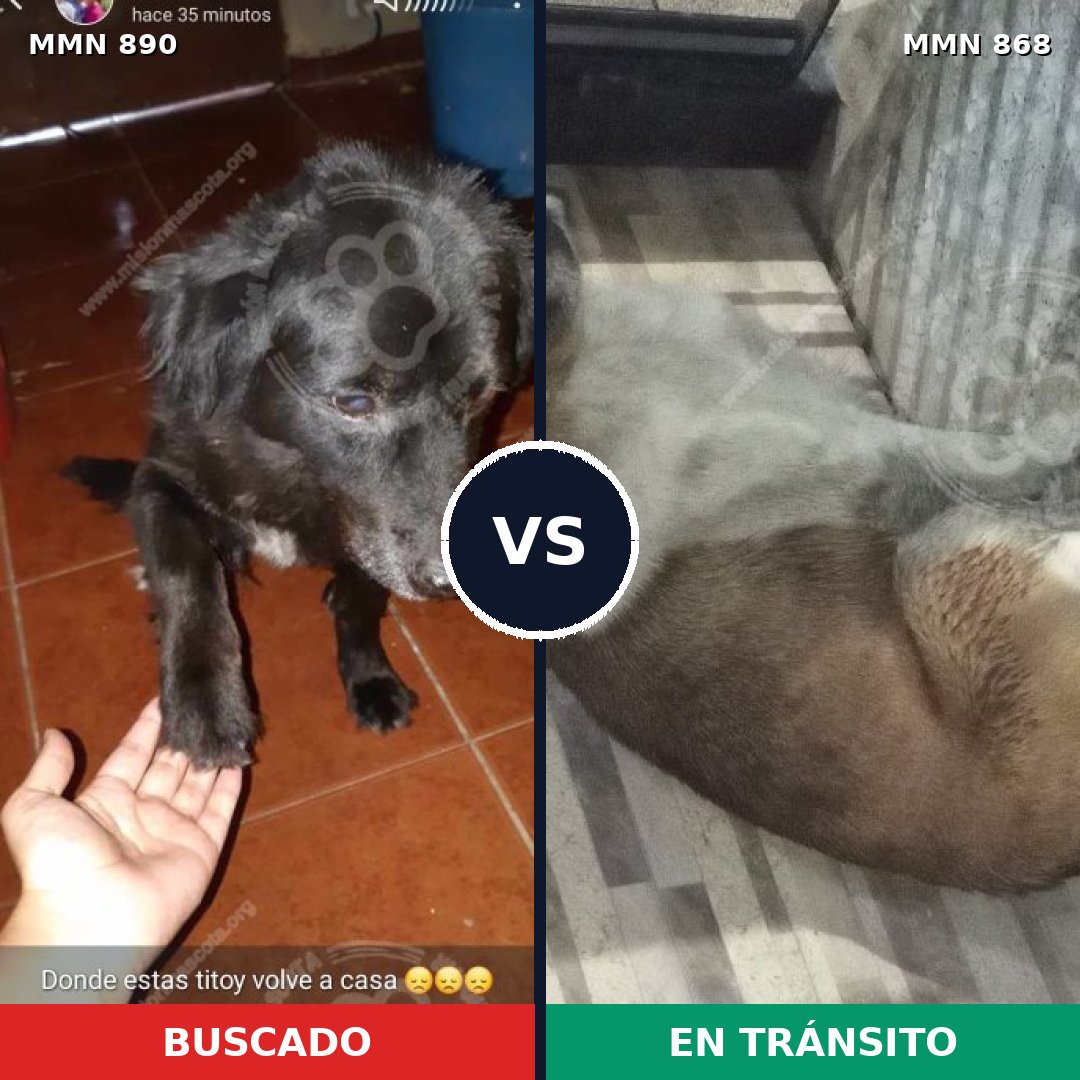 Comparativa MMS 14248: mascota perdida y mascota encontrada, 63% de similitud