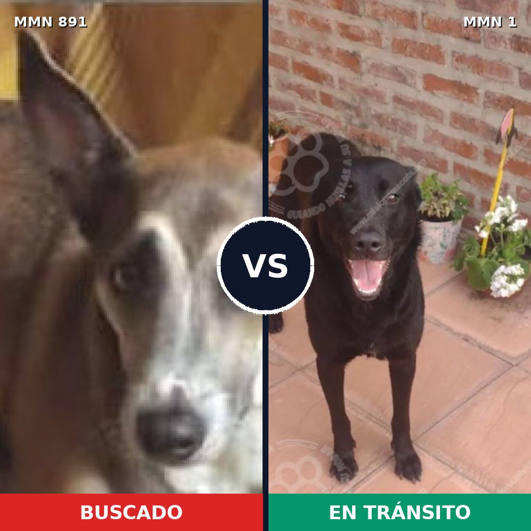 Comparativa MMS 14249: mascota perdida y mascota encontrada, 60% de similitud