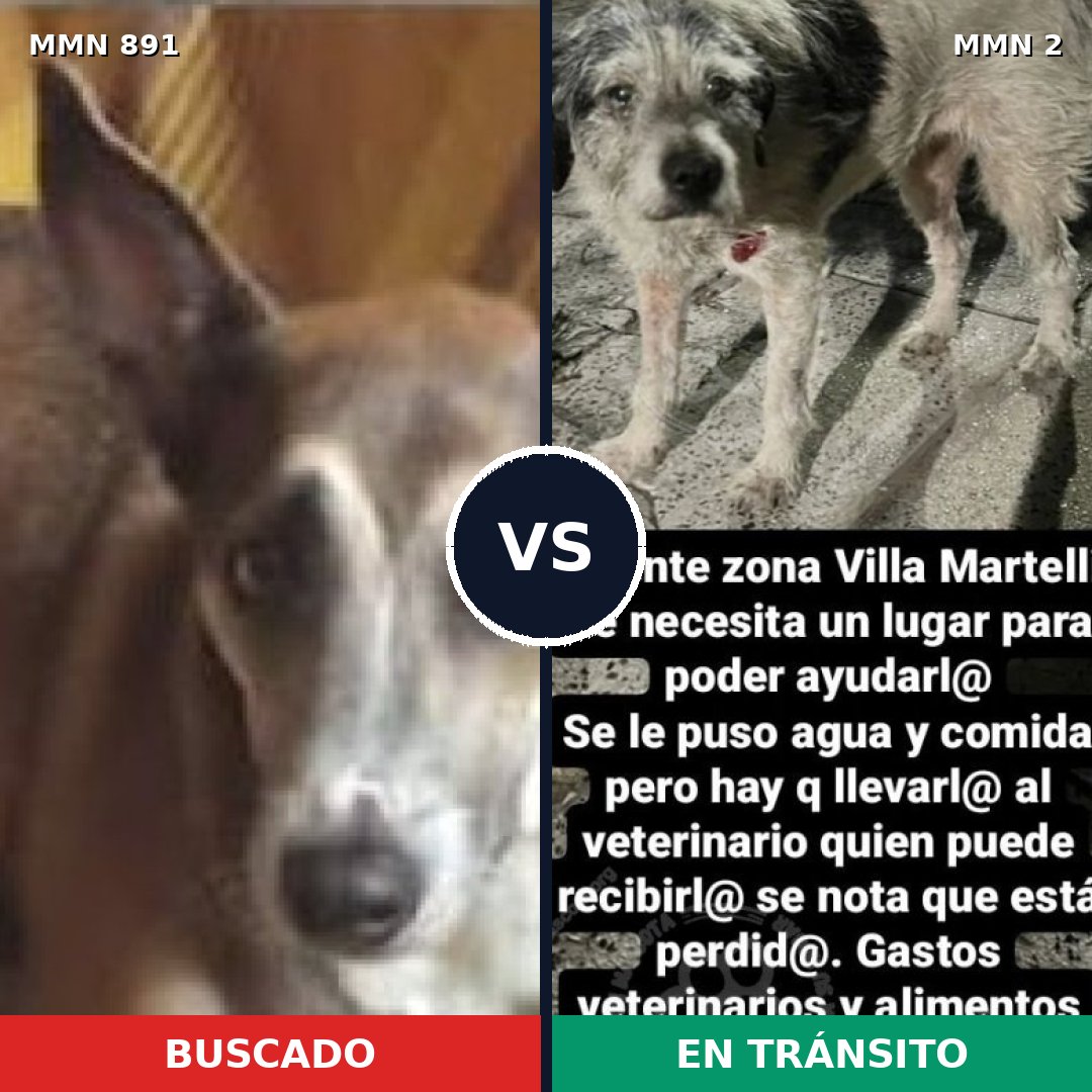 Comparativa MMS 14250: mascota perdida y mascota encontrada, 55% de similitud
