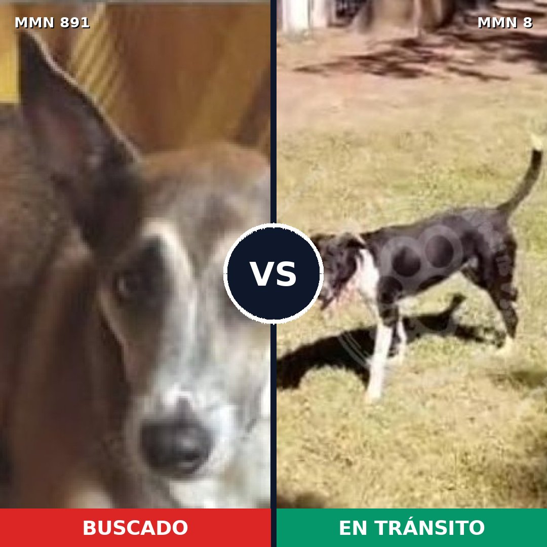 Comparativa MMS 14251: mascota perdida y mascota encontrada, 56% de similitud
