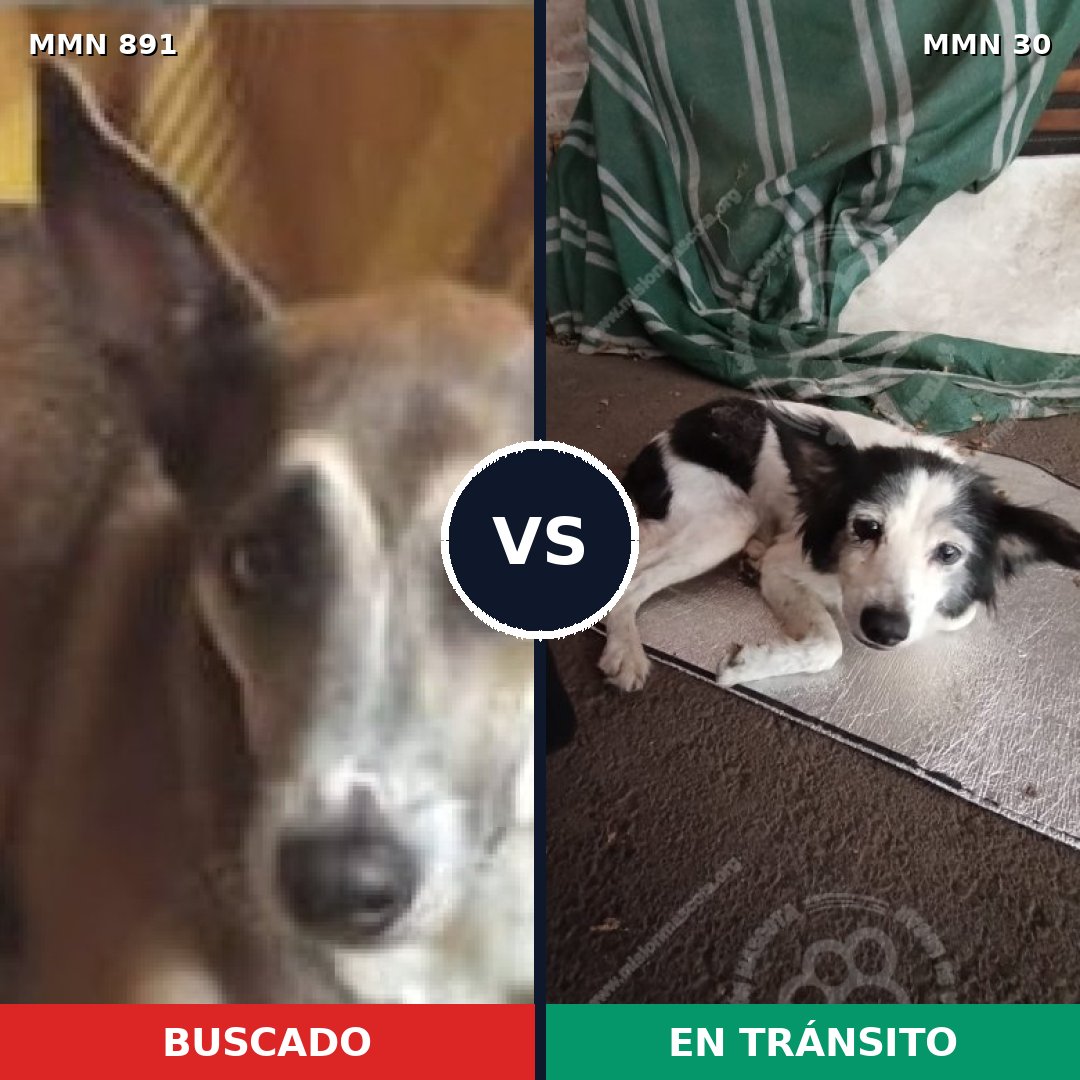Comparativa MMS 14252: mascota perdida y mascota encontrada, 52% de similitud