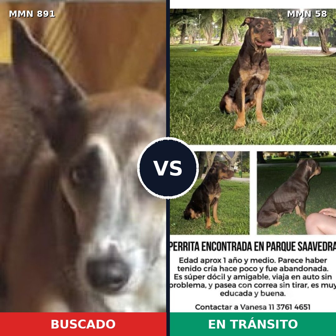 Comparativa MMS 14253: mascota perdida y mascota encontrada, 51% de similitud