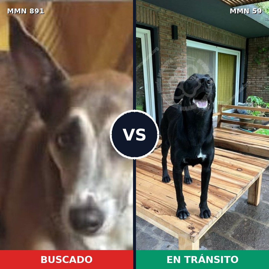 Comparativa MMS 14254: mascota perdida y mascota encontrada, 76% de similitud