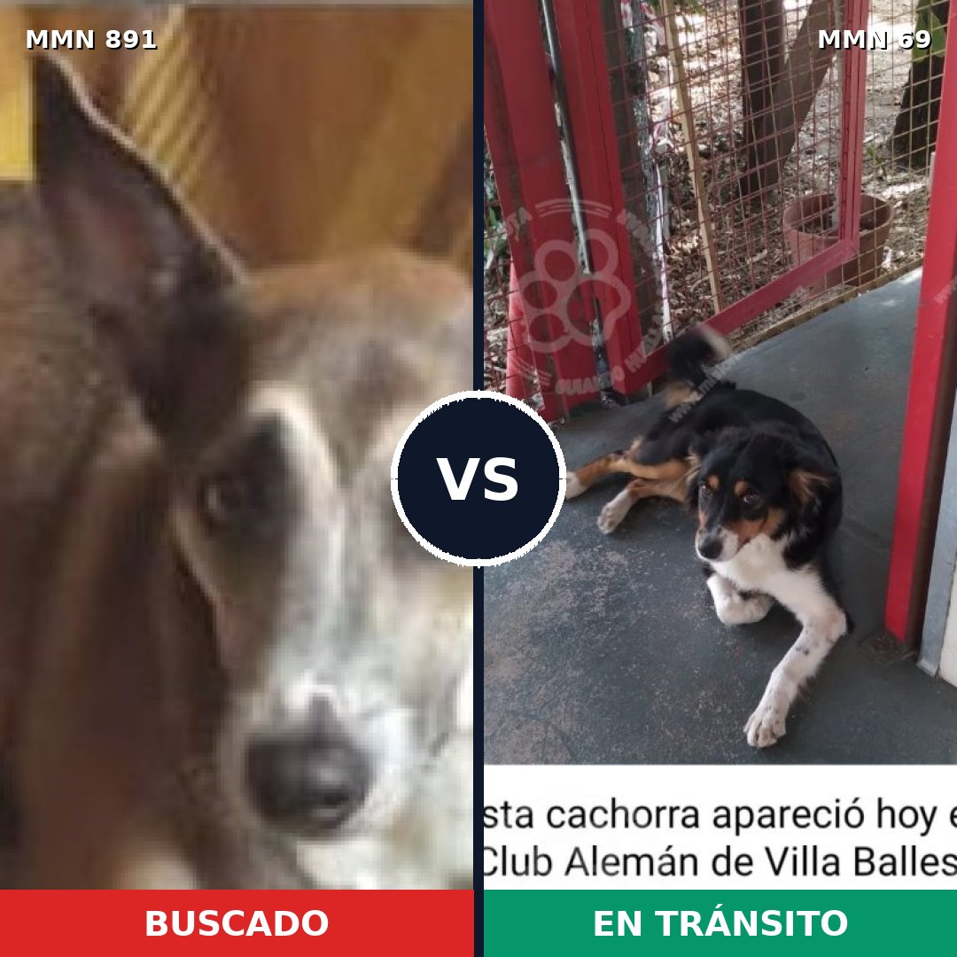 Comparativa MMS 14255: mascota perdida y mascota encontrada, 54% de similitud