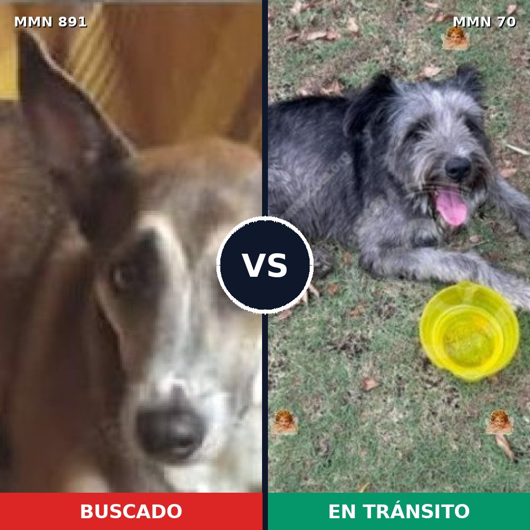 Comparativa MMS 14256: mascota perdida y mascota encontrada, 52% de similitud