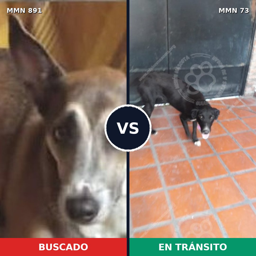 Comparativa MMS 14257: mascota perdida y mascota encontrada, 50% de similitud