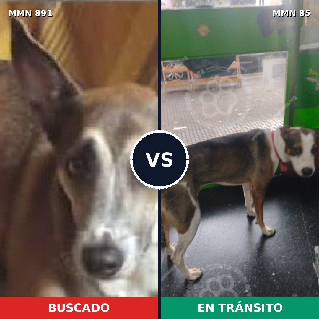 Comparativa MMS 14258: mascota perdida y mascota encontrada, 67% de similitud