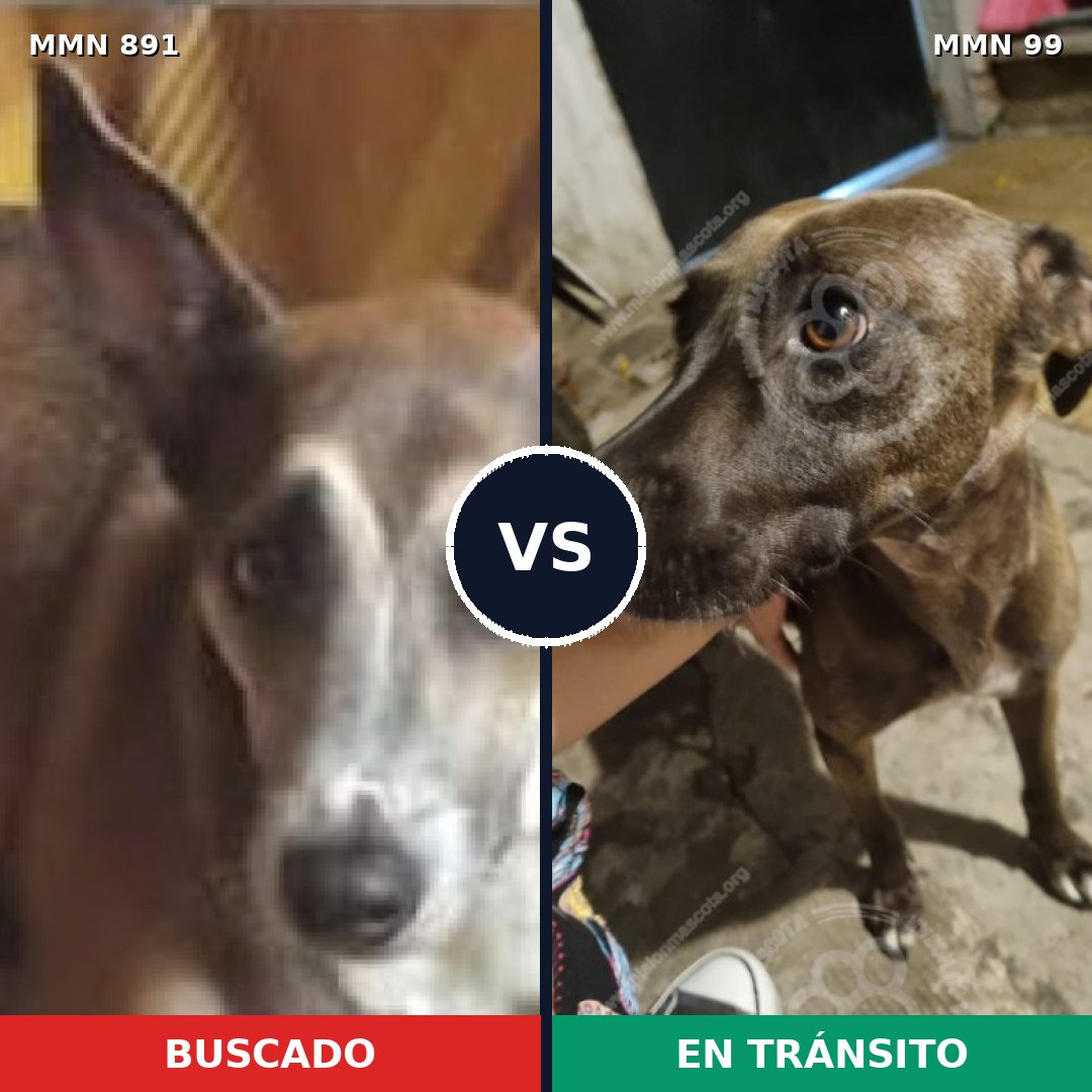 Comparativa MMS 14259: mascota perdida y mascota encontrada, 46% de similitud