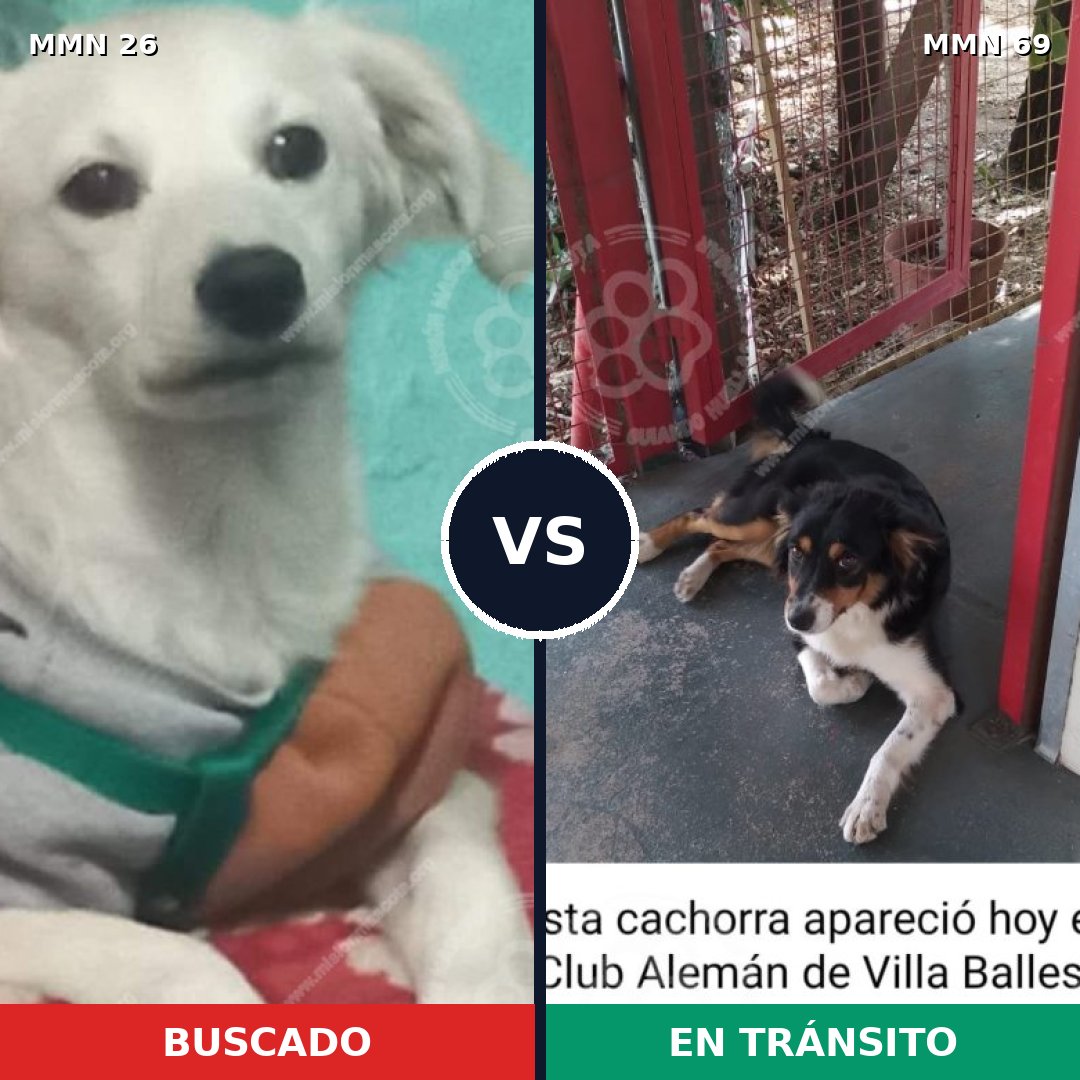 Comparativa MMS 1426: mascota perdida y mascota encontrada, 22% de similitud