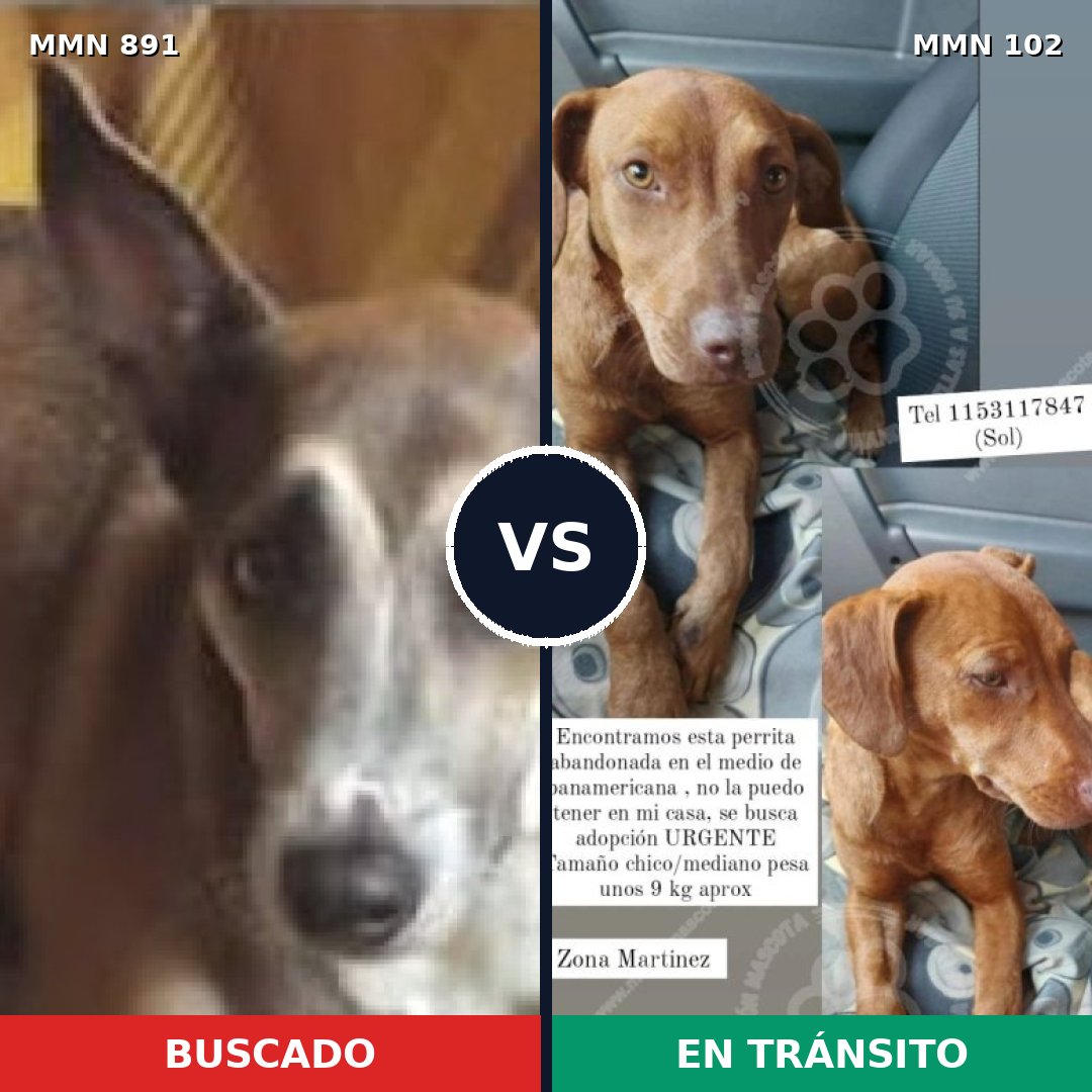 Comparativa MMS 14260: mascota perdida y mascota encontrada, 52% de similitud