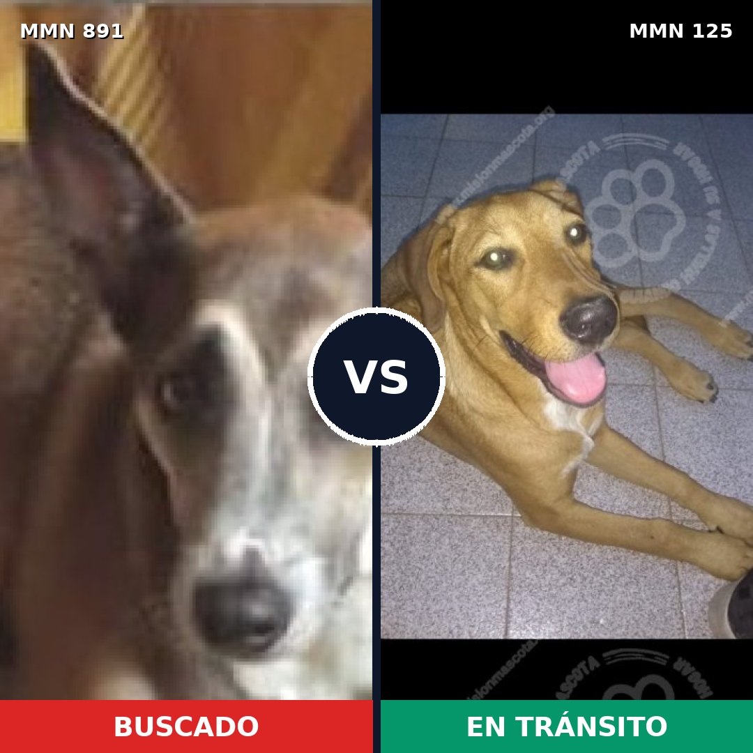 Comparativa MMS 14261: mascota perdida y mascota encontrada, 60% de similitud
