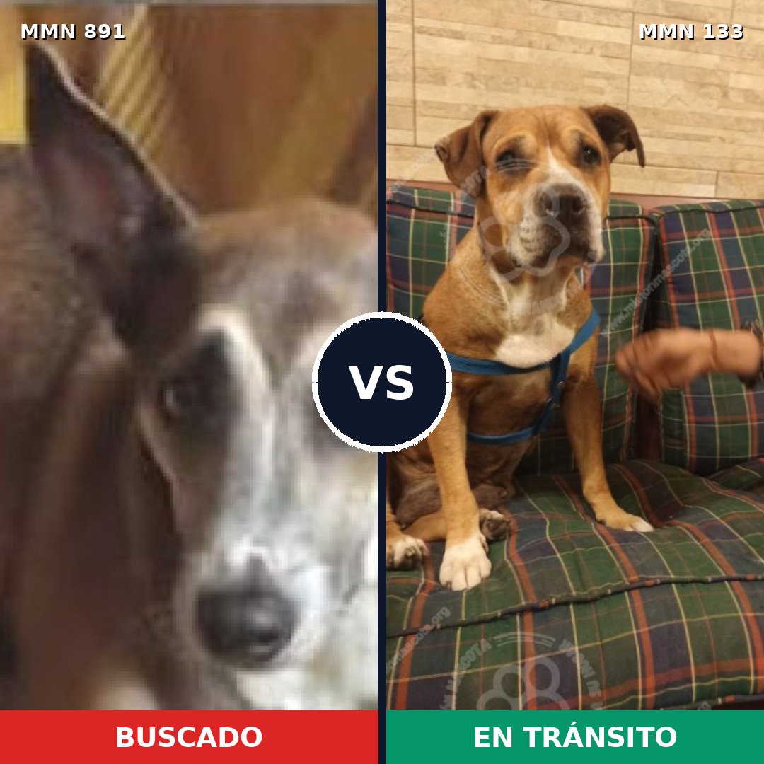 Comparativa MMS 14262: mascota perdida y mascota encontrada, 59% de similitud