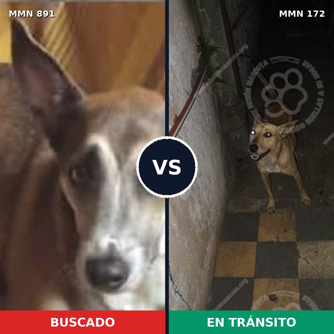 Comparativa MMS 14263: mascota perdida y mascota encontrada, 57% de similitud