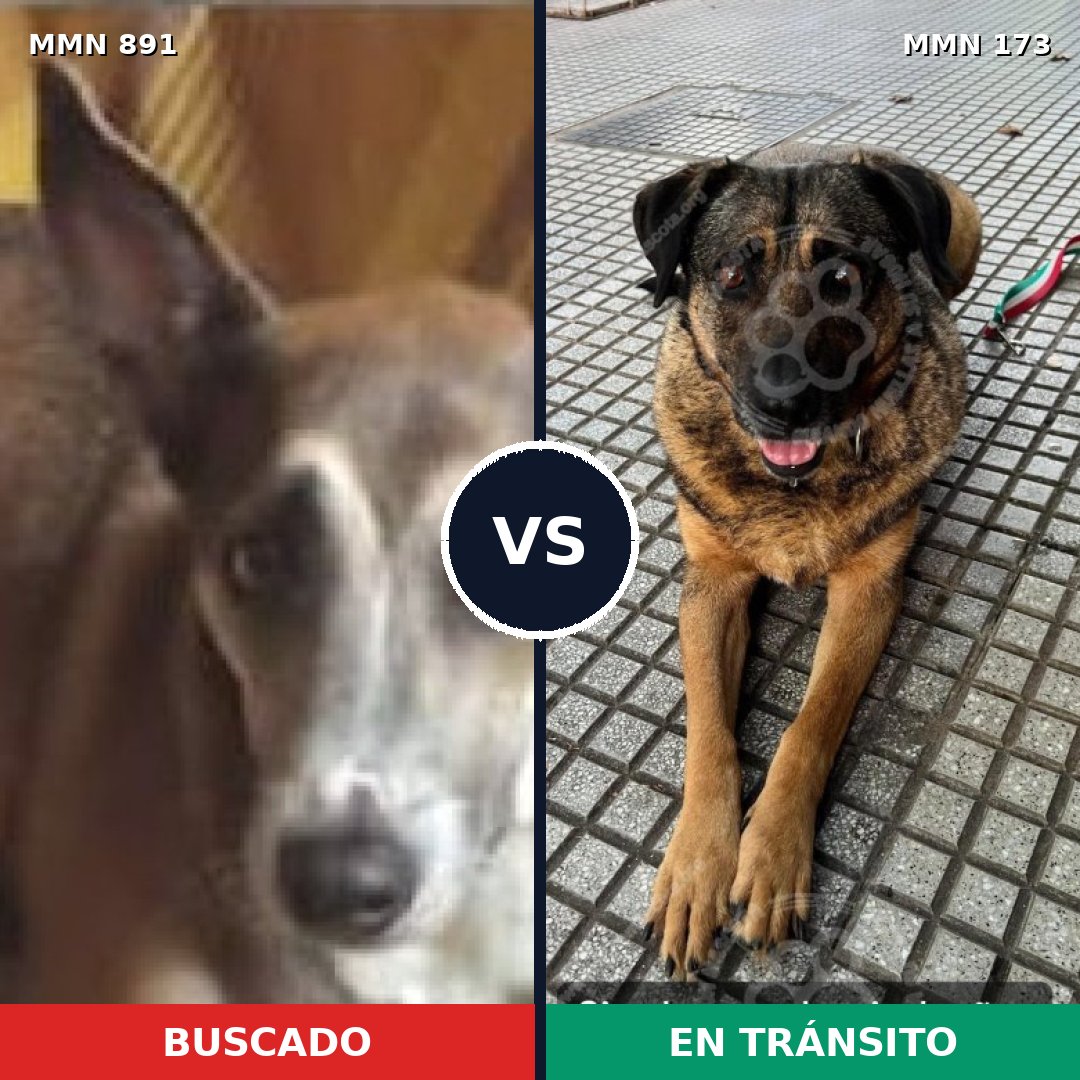 Comparativa MMS 14264: mascota perdida y mascota encontrada, 59% de similitud