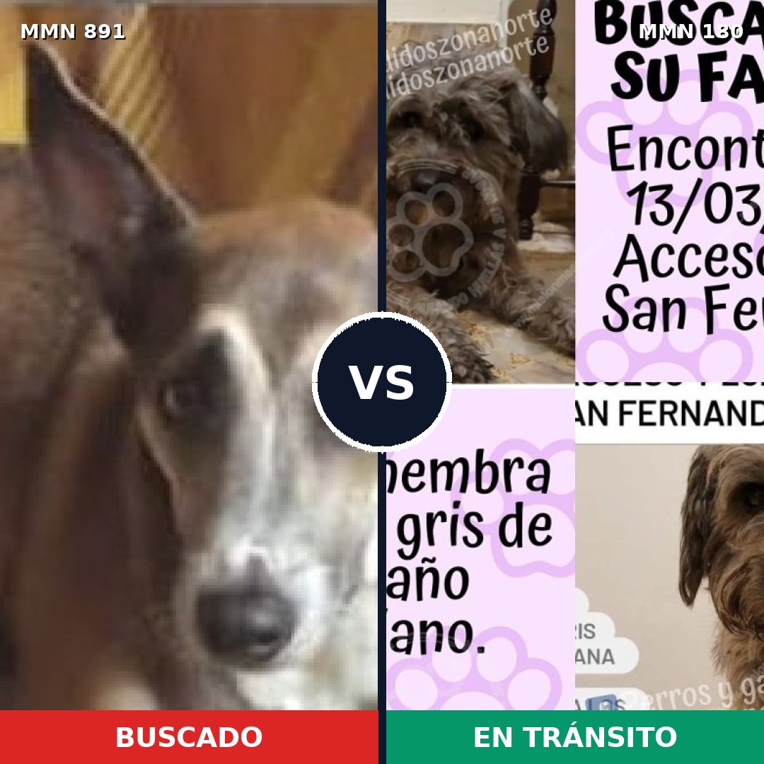 Comparativa MMS 14266: mascota perdida y mascota encontrada, 49% de similitud