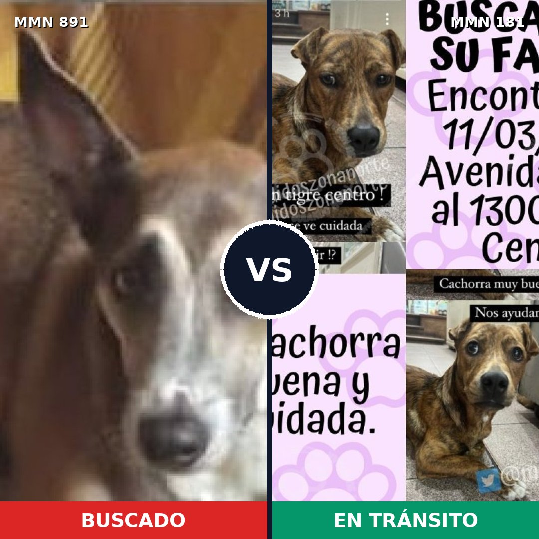Comparativa MMS 14267: mascota perdida y mascota encontrada, 54% de similitud