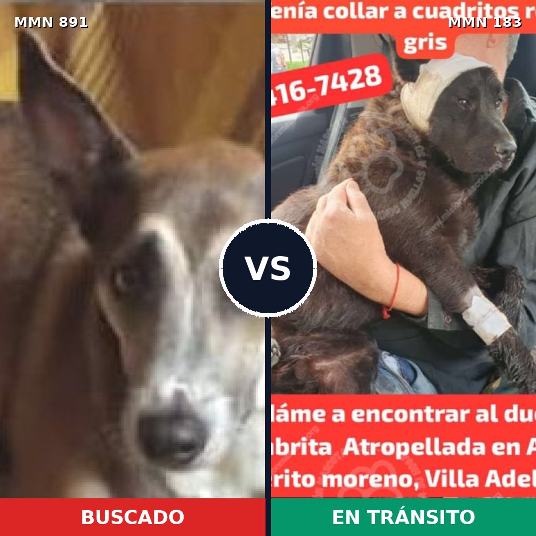 Comparativa MMS 14268: mascota perdida y mascota encontrada, 62% de similitud