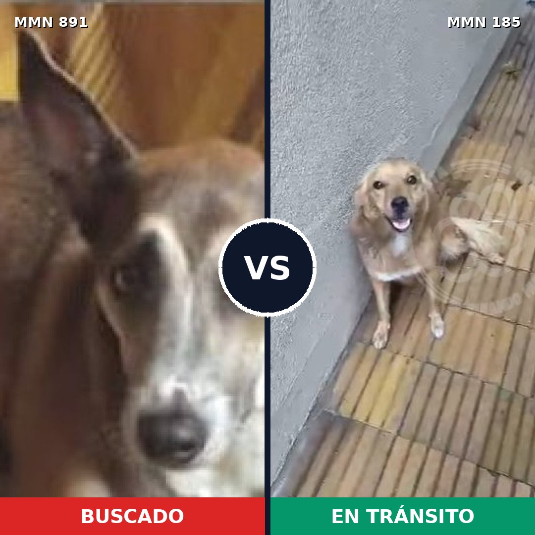 Comparativa MMS 14269: mascota perdida y mascota encontrada, 56% de similitud