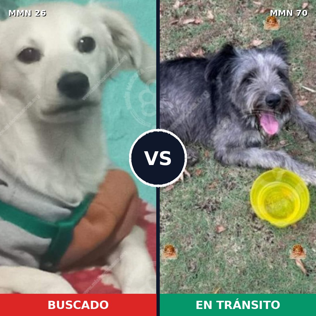 Comparativa MMS 1427: mascota perdida y mascota encontrada, 13% de similitud