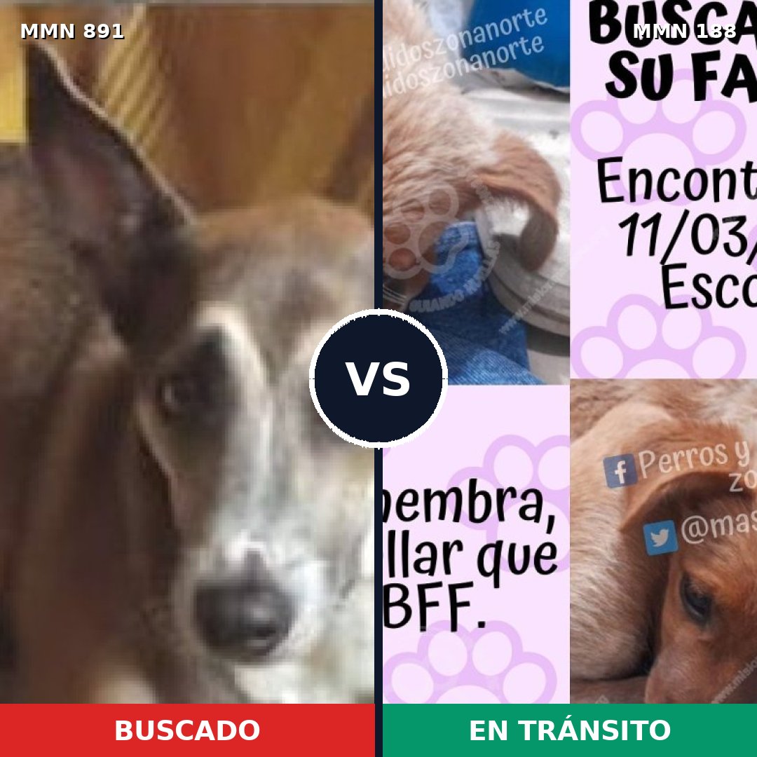 Comparativa MMS 14270: mascota perdida y mascota encontrada, 47% de similitud