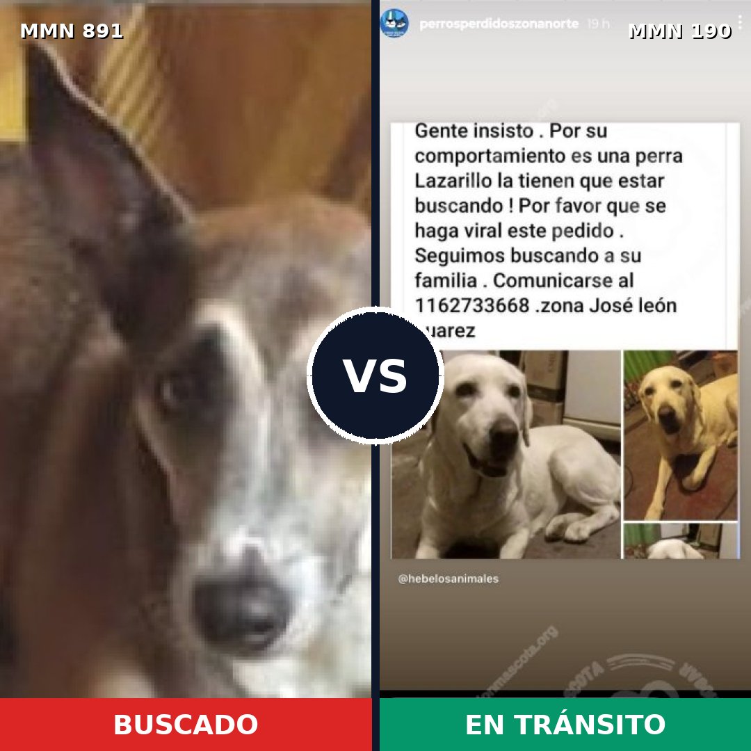 Comparativa MMS 14271: mascota perdida y mascota encontrada, 46% de similitud