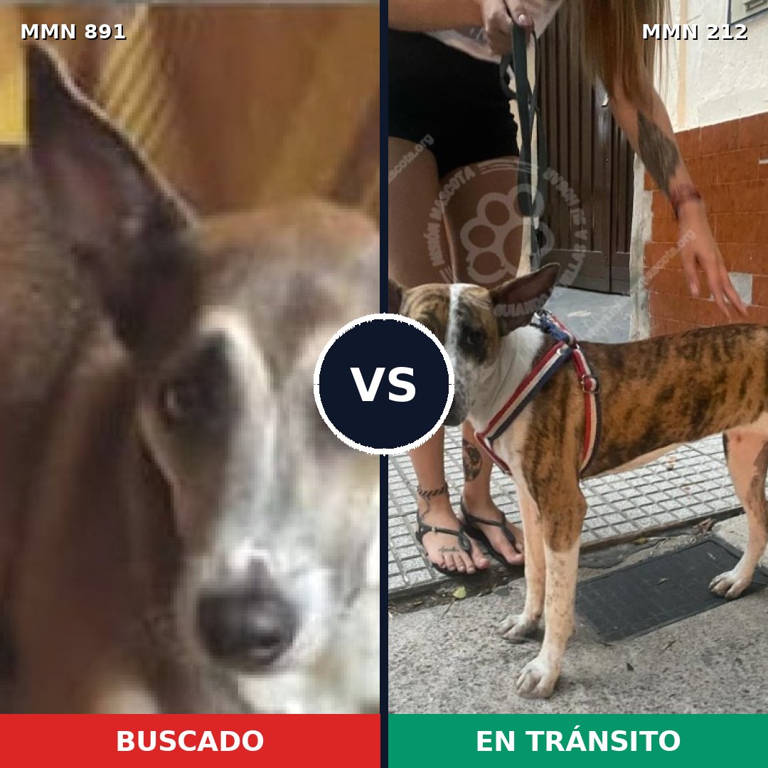 Comparativa MMS 14272: mascota perdida y mascota encontrada, 56% de similitud