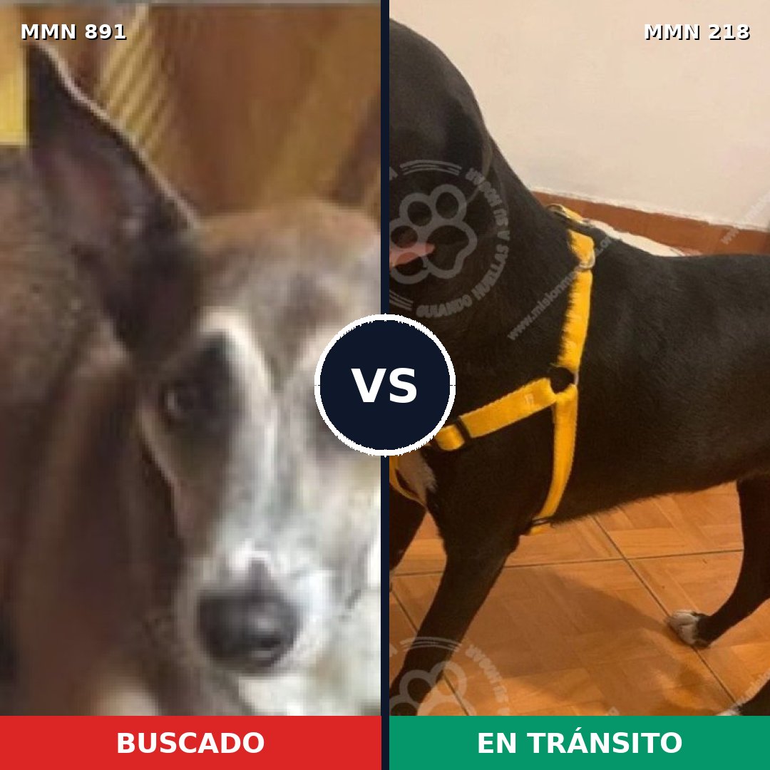 Comparativa MMS 14273: mascota perdida y mascota encontrada, 56% de similitud