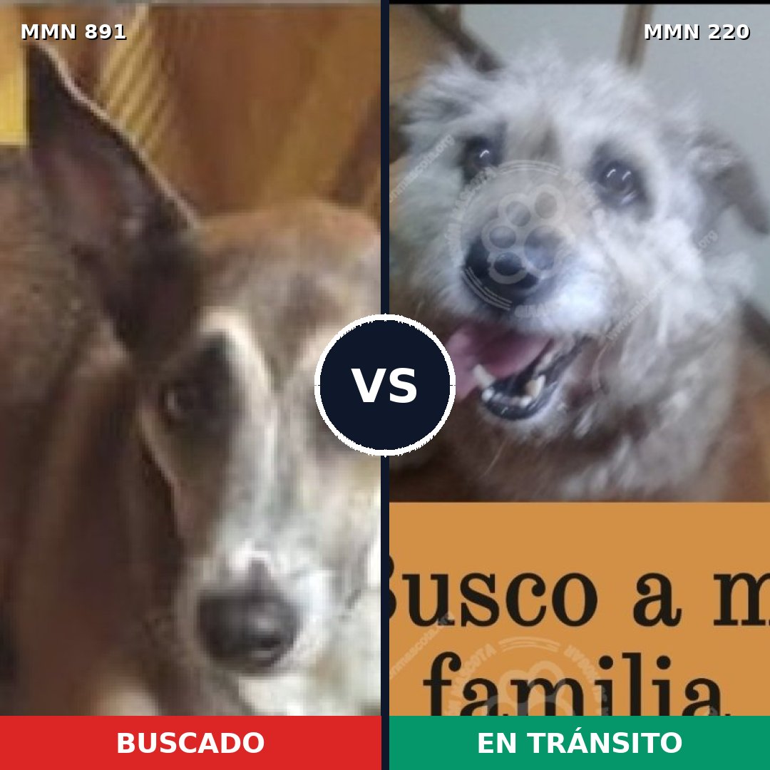 Comparativa MMS 14274: mascota perdida y mascota encontrada, 58% de similitud