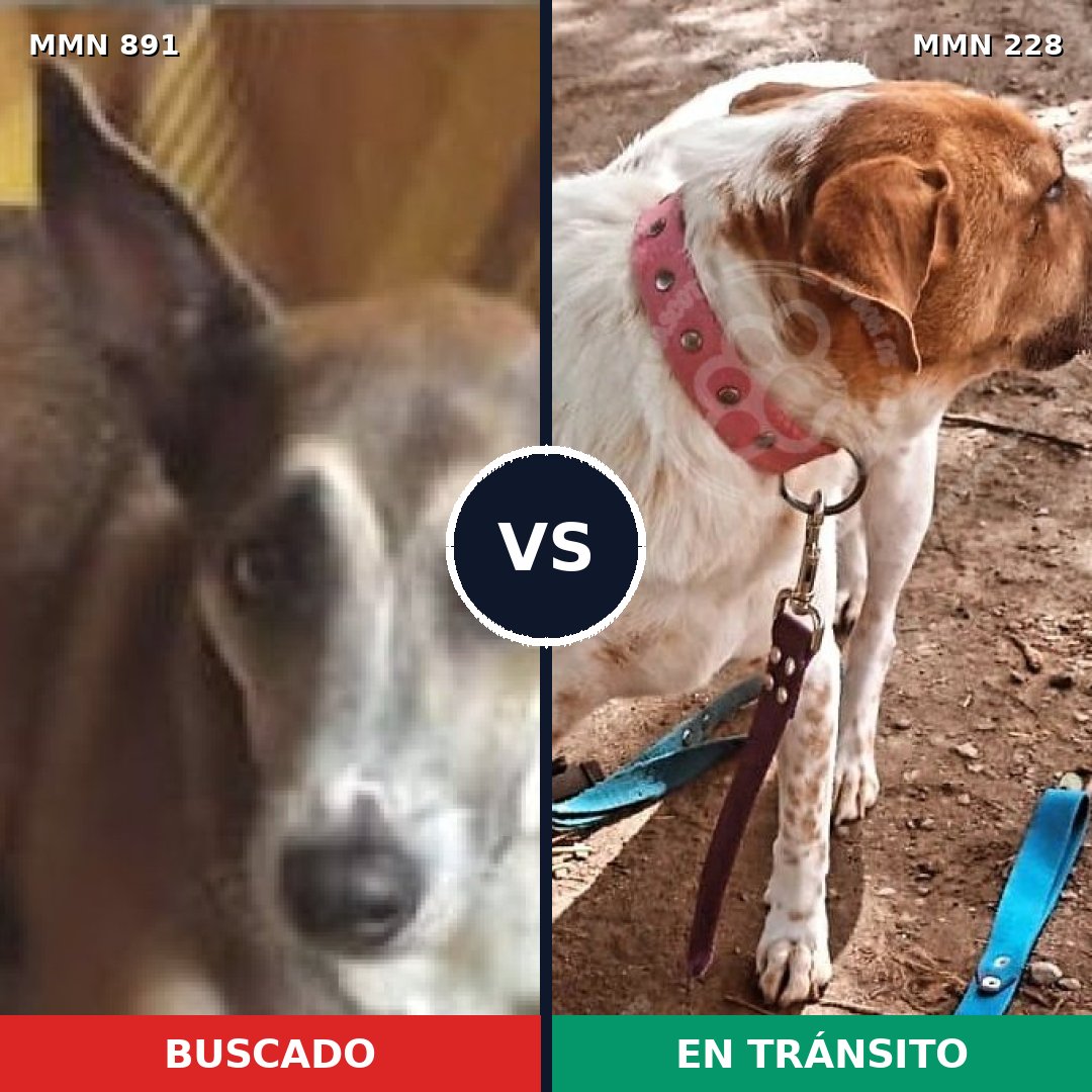 Comparativa MMS 14275: mascota perdida y mascota encontrada, 62% de similitud