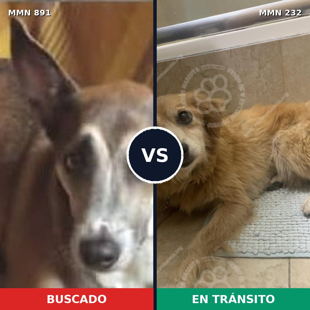 Comparativa MMS 14276: mascota perdida y mascota encontrada, 48% de similitud