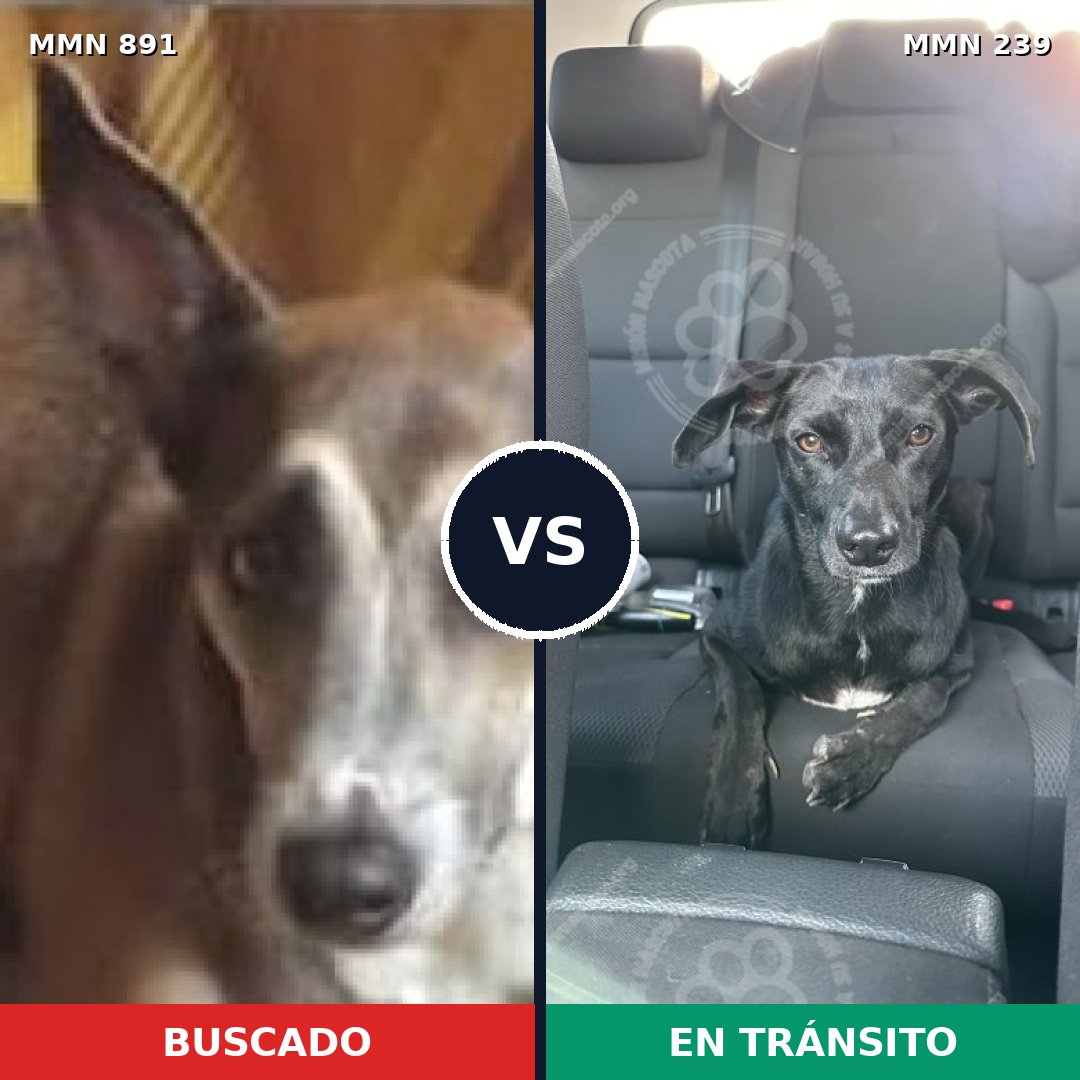 Comparativa MMS 14277: mascota perdida y mascota encontrada, 59% de similitud
