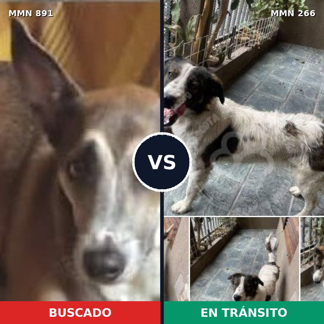 Comparativa MMS 14278: mascota perdida y mascota encontrada, 57% de similitud