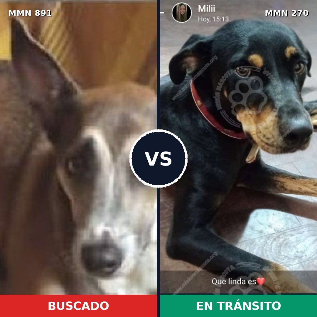 Comparativa MMS 14279: mascota perdida y mascota encontrada, 51% de similitud
