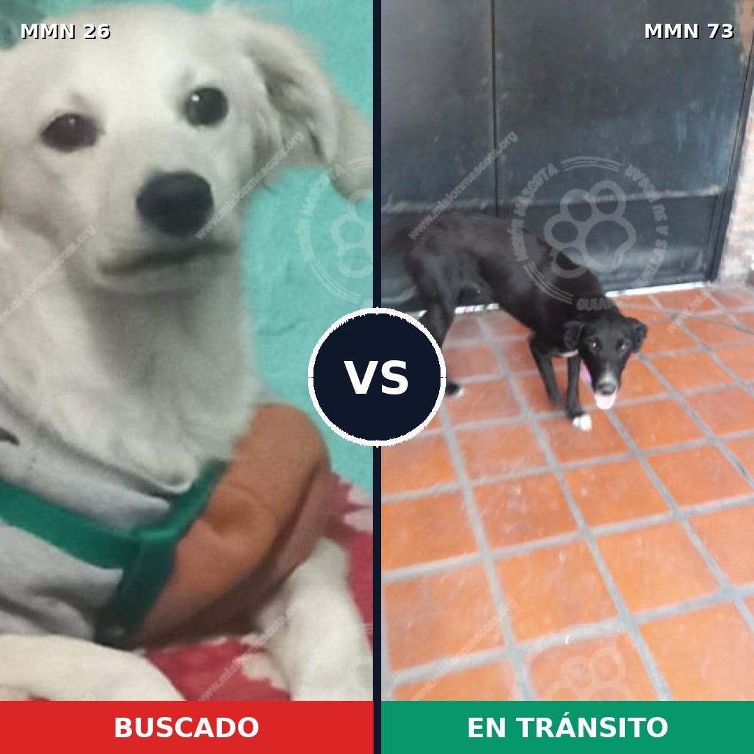 Comparativa MMS 1428: mascota perdida y mascota encontrada, 7% de similitud