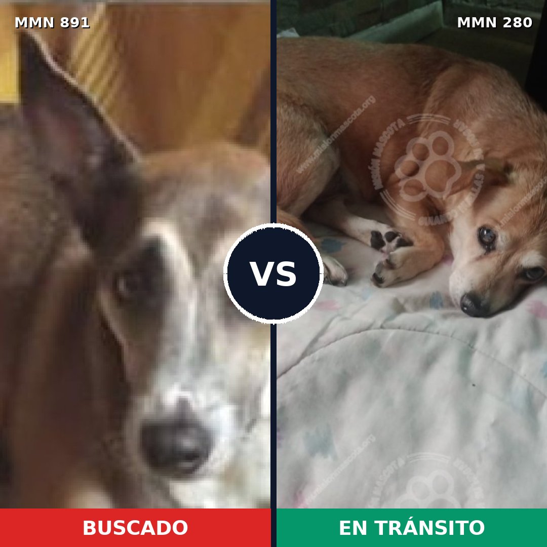 Comparativa MMS 14280: mascota perdida y mascota encontrada, 47% de similitud