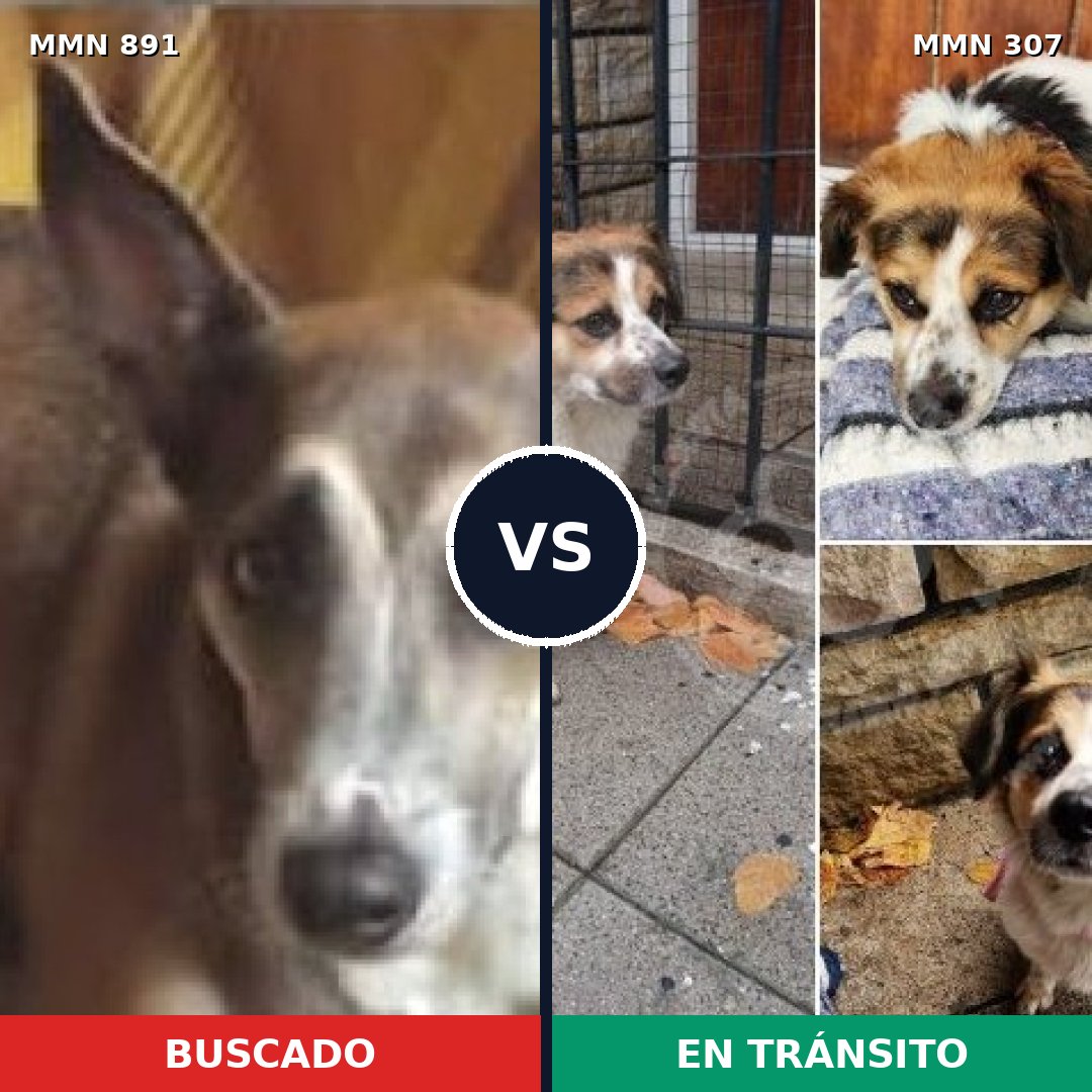 Comparativa MMS 14281: mascota perdida y mascota encontrada, 57% de similitud
