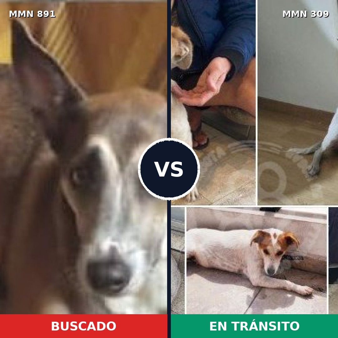 Comparativa MMS 14282: mascota perdida y mascota encontrada, 57% de similitud