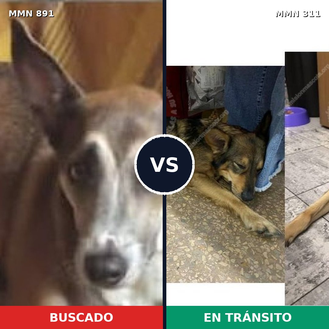 Comparativa MMS 14283: mascota perdida y mascota encontrada, 55% de similitud